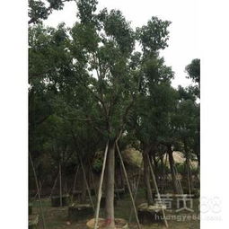 探秘杭州香樟 一站式了解優(yōu)質(zhì)批發(fā)、拿貨與精品苗木采購