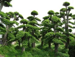 2012年廣西香樟樹市場價(jià)格評析