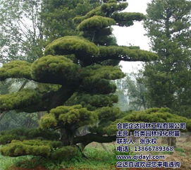 合肥企達(dá)園林香樟樹價(jià)格優(yōu)勢解析 綠色生態(tài)與市場價(jià)值兼顧